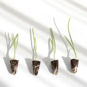 갑조네 양파모종 10개