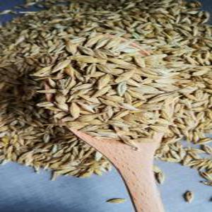 25 햇 겉보리1kg 새싹보리 엿기름 보리차 캣그라스 고양이풀 종자