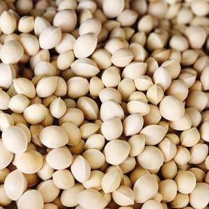 개량종 햇 피은행 24년산 2kg