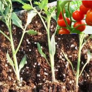 방울토마토모종 20개 yy018