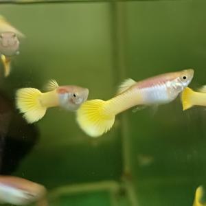 [신세계수족관] 골든 옐로우 구피 1마리