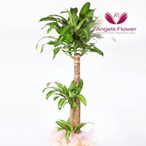 [엔젤스플라워] 행운목 특대형 관엽식물 공기정화 전국 꽃배달서비스