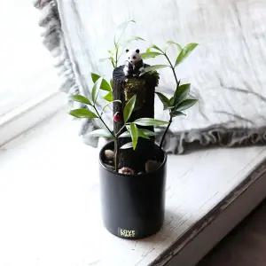 아트박스/러브피어리 숯판다 스토리팟 DIY 키트 만들기 테라리움 수경화분