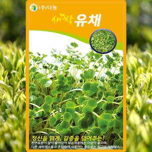 다농 새싹유채 씨앗 30g 새싹 유채씨 종자