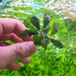 부세파란드라 웨이비그린 1촉 음성수초 활착 어항 수족관