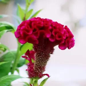 꽃씨앗 정원 야생화 꽃씨 종자 맨드라미 씨앗 1000립/씨/꽃/키우기/화분/화단/원예/가꾸기/화초/꽃밭/예쁜