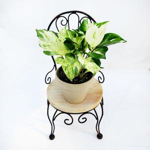 에덴플랜트 오레우스 스킨답서스 지름10cm포트 실내화초 만줄라 음지 덩굴 넝쿨 그림처럼예쁜