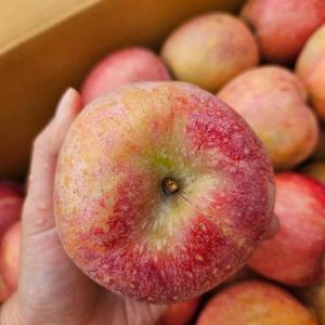감홍사과 문경사과 감홍 감홍문경사과 10KG