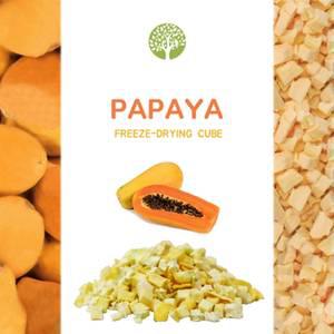 큐브형 동결건조 파파야 15g 앵무새 간식 먹이 소동물 사료 건과일칩