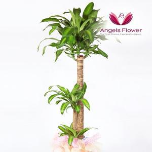 [엔젤스플라워] 행운목 특대형 관엽식물 공기정화 전국 꽃배달서비스