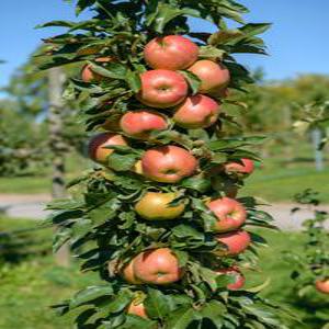 [새나무농원] 기둥사과나무 묘목 접목1 년생