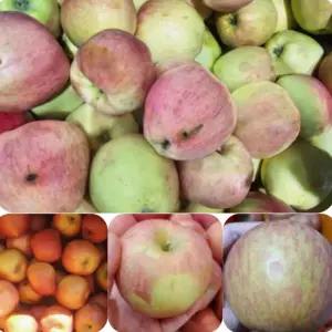 못난이사과10kg초특가 주스용 흠집 품종랜덤 아오리