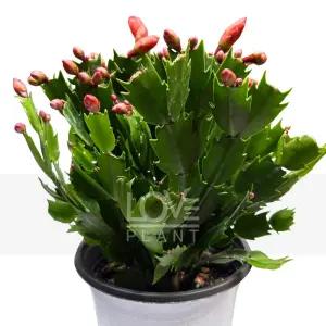 게발선인장(주황색/중품) 겨울 꽃 크리스마스 선인장 종류 다육이 화분