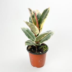 글라스가든 수채화 고무나무 소품 실내공기정화 무늬 엘라스티카 칼라 미세먼지제거 식물 키우기