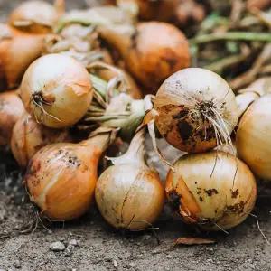 국내산 무안 햇 양파 특대형 10kg