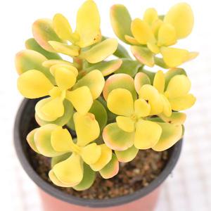 황금염좌 노란염자 다육이 아름다운 색감과 황금빛이 어우러진 실내식물