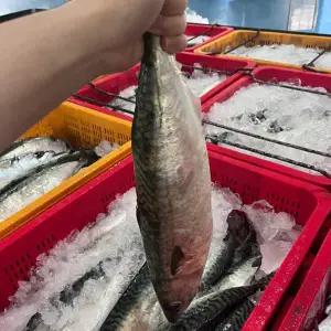 국산 다대포 특대왕 자반고등어 40cm 간고등어 10마리 5손