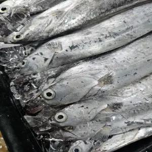 목포 생물 갈치 2kg 먹갈치 은갈치