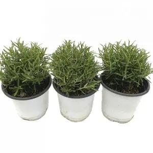 베하몰 실내 화초 1+1+1 로즈마리 소품 허브 약7cm/원예/데코/공기/정화/청정/세트/화분/식물/키우기/미니