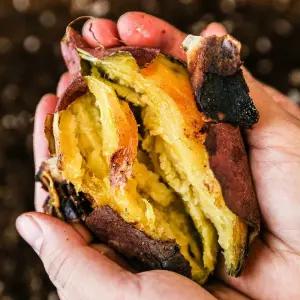 [맛꾼] 25년 김민상님의 고창 황토밭 햇 꿀고구마 베니하루카 10kg 중