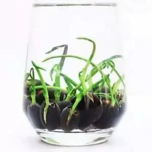 연꽃 씨앗 연못 수중재배 꽃씨앗 미니연꽃수련연꽃식물 100개