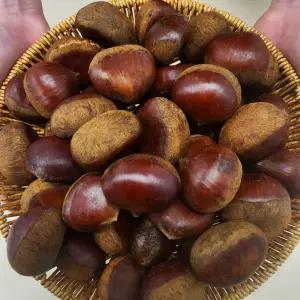 [국내산 부여] 햇밤 특 5kg 신선 알밤 프리미엄 밤 대용량 실속포장 식자재용