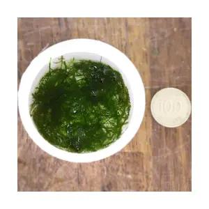 랜덤 모스 (소스컵) 활착수초