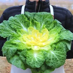 농산물마루 국내산 제철 봄동 봄동배추