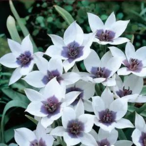 튤립 알바 쿠렐레아 오쿨라타 5구(구근둘레 6+) -1세트