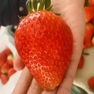 킹스베리 논산 생딸기 딸기 제철 실속형 특과