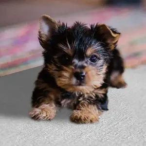 [골드스마일]애완동물 알루미늄 패드 L