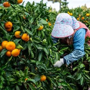 서귀포 조생 노지 감귤 4.5kg(대과)L-2L