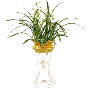 대국(꽃) 동양난