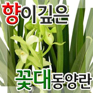 대국/철골소심/채홍등[동양란]전국3시간무료배송[취임,승진,전시회,개업,이전,생일]