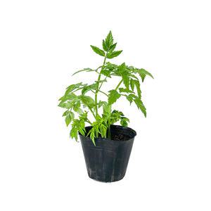 [장미농원] 미나리 모종