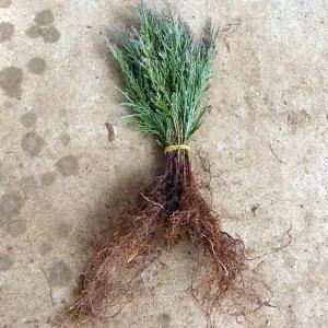 블루엔젤나무 묘목 삽목1년 뿌리묘 5개/상록수/생울타리/고급정원수