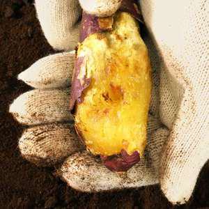 해남 무농약 고구마 황토 꿀밤고구마