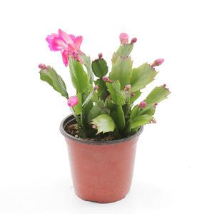 갑조네 게발선인장 공기정화식물 소품