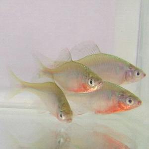 [신세계수족관] 관상용 민물고기 흰줄납줄개 4~5cm 2마리