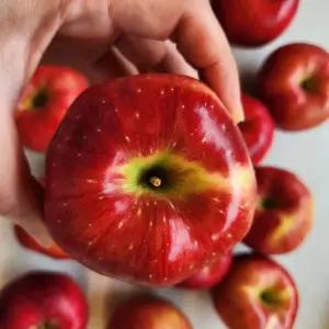 하나팜 직접재배 밀양얼음골 부사 사과 3kg,5kg,10kg 정품 선물용