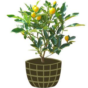 3년생 금귤나무 묘목 제주도 산지 직발송 낑깡 키우기