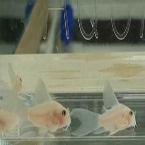 [스누피아쿠아] 화이트팬더 롱핀 코리도라스 유어 3마리