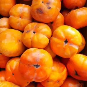 가정용 전라도 햇 단감 5kg(못난이)