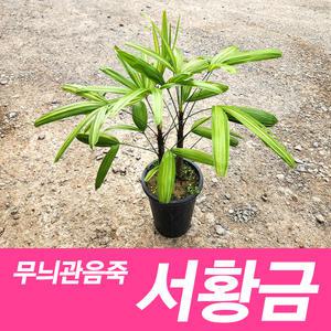 공기정화식물 무늬관음죽 황금관음죽 서황금 키우기 잘안죽는식물