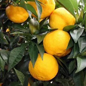 고흥 햇 생유자[정품/사이즈혼합과] 5kg