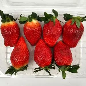 제철 산지직송 딸기 생딸기 킹스베리 당도선별 400g 800g