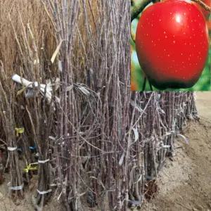 사과나무묘목(홍로) (H1.5 R2)(분)1그루GA25