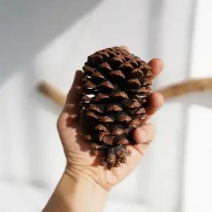 초대형 솔방울 천연 가습기