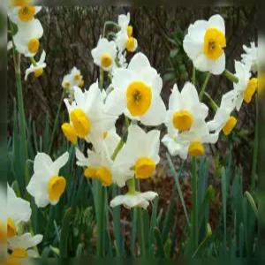 금잔옥대(제주향기) 수선화 구근_10구