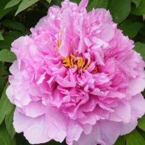 꽃나무 묘목 -모란 목단 (영화담낙)3년생 (3지이상) - TK479